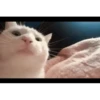 Moving Cats 9