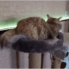 funny cats by genie 19