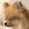 Funny Cats & Dogs 💖MOV 28