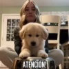 TT 📱7 Perritos 🐕 💖 MOV 20