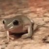 Frogs 7