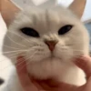 IG: @Mashu.cat 21