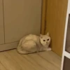 IG: @Mashu.cat 22