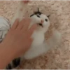 funny cats by genie 22