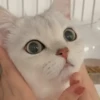 IG: @Mashu.cat 2 22