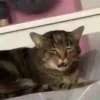 Funny Cats & Dogs 💖MOV 29