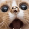 Moving Cats 10