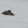 Frogs 9