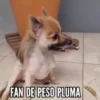 TT 📱7 Perritos 🐕 💖 MOV 26