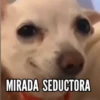 TT 📱7 Perritos 🐕 💖 MOV 27