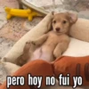 TT 📱7 Perritos 🐕 💖 MOV 28