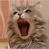 funny cats by genie 27
