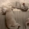 IG: @Mashu.cat 23