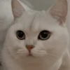 IG: @Mashu.cat 24