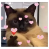 PiChIChOS MIX 3✨️🐶 9