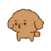 Little Brown Dog 💖 MOV 12