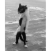 ANIMALITOS 3 14