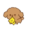 Little Brown Dog 💖 MOV 16