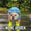 TT 📱7 Perritos 🐕 💖 MOV 15