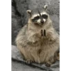 ANIMALITOS 3 19