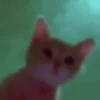 kitten 23