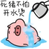 Quby茶救賀歲編+菜豬9 19