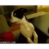 ANIMALITOS 3 25