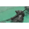 ANIMALITOS 3 28
