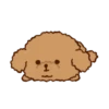 Little Brown Dog 💖 MOV 23