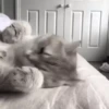 Gato 5