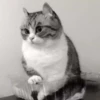 Gato 6