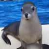 Animals 5