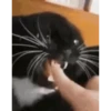 Cats@delicious 5