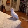 Animals 6