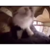Cats 5