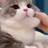 Animals 3 5