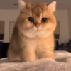 @cgifs Cats 5