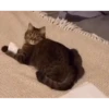 Cats 3 8