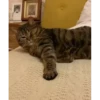 cat unic mass 6