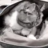 Gato 7