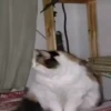 @cgifs Cats 6