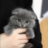 @cgifs Cats 7