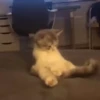 Cats@delicious 7