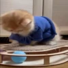 @cgifs Cats 8