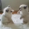 Animals 3 8