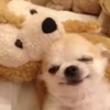 Animals 3 9