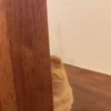 Animals 8