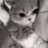 Gato 8