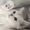 Gato 9