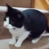 Animals 9